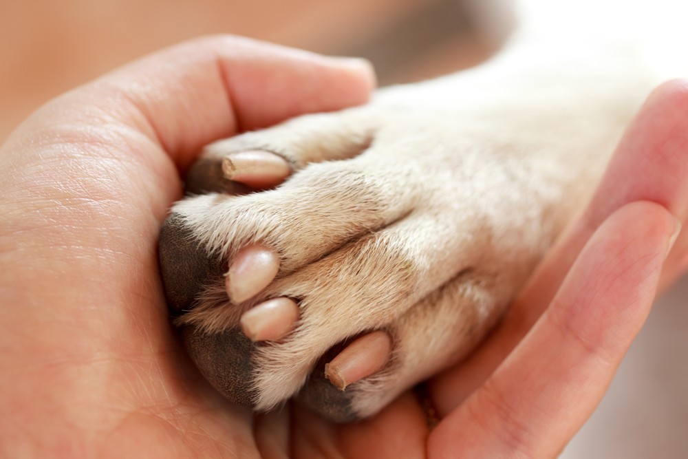 dental-support-animal